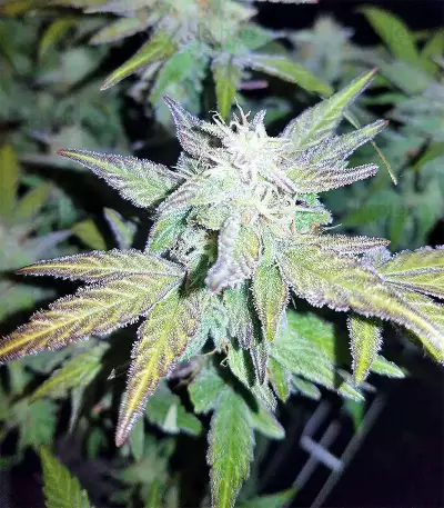 Auto Pineapple Express feminized seeds