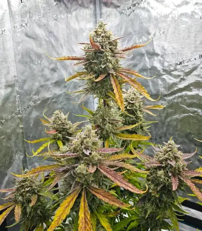 Banana Jealousy Auto RF3 feminisierte Samen (Ethos Genetics)
