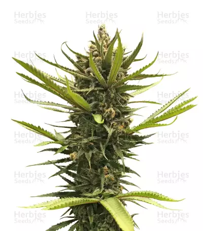 Blue Dream feminized seeds (Blimburn Seeds)