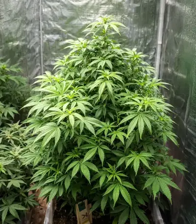 Bubblehead 13 Seeds