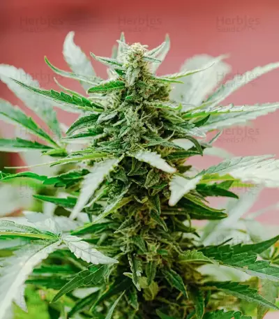 California Special feminized seeds