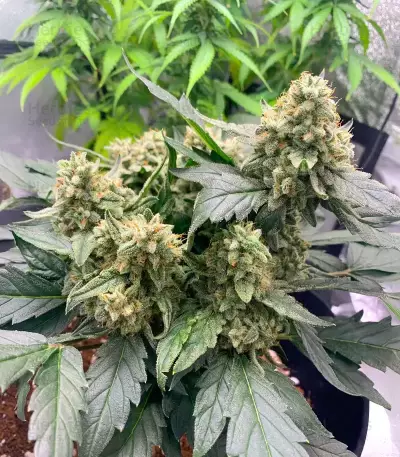 Chemdog Fast Version Seeds (Seedkeepers)