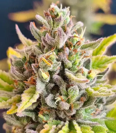 Chocolope