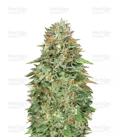 Critical Poison Fast Version (00 Seeds)