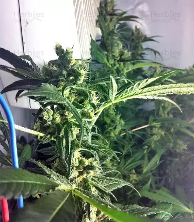 Graines de cannabis DJ’s Gold (DNA Genetics)