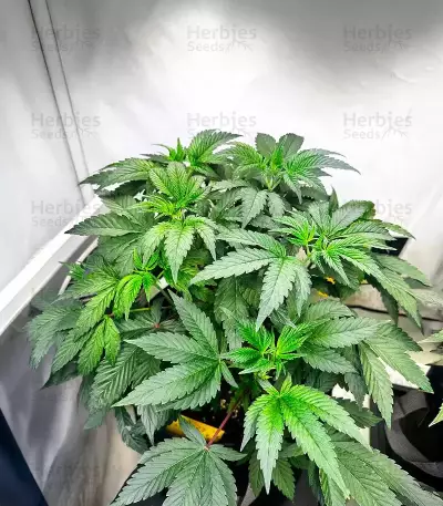 Donutz Feminized Seeds (Humboldt Seed Company)