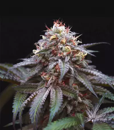 Graines de cannabis Double Stuffed Sorbet (DNA Genetics)
