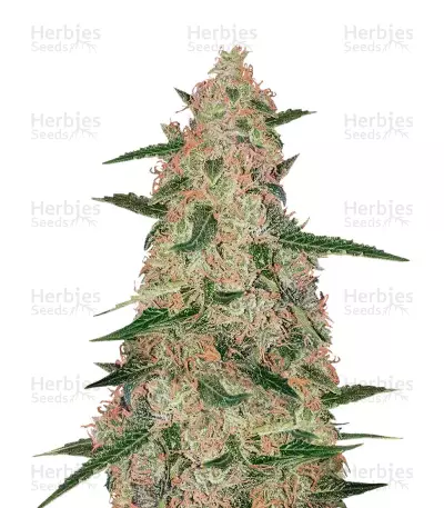 Semi femminizzati Exodus Cheese x Jack Herer x NL5
