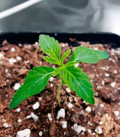 Gorilla Glue #4 (Herbies Seeds)