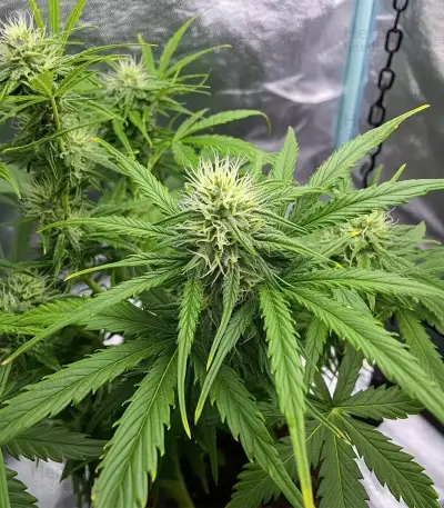 GMO Auto Seeds
