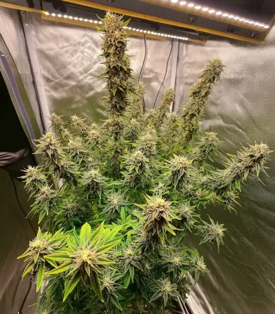 Gorilla Glue #4 Auto Seeds
