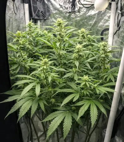 Grimm Glue feminisierte Samen (Brothers Grimm Seeds)