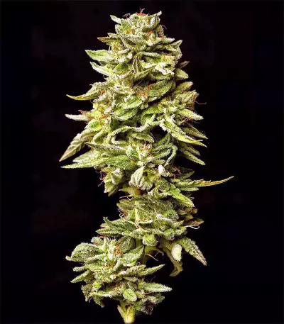 Graines de cannabis Guys Girl Scout Cookie Glue Auto (GGG1 Auto) (Dr. Krippling Seeds)