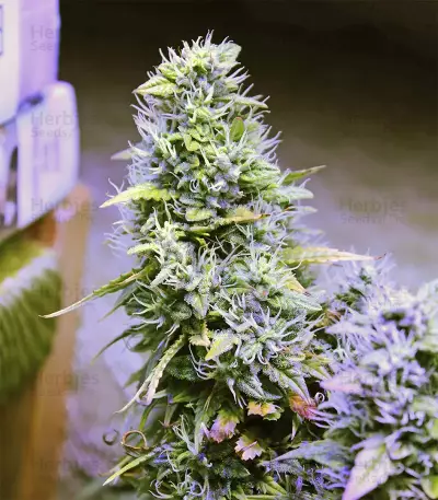 Hindu Kush regular (Sensi Seeds)