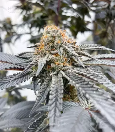 Mac N' Jack R1 Seeds (Ethos Genetics)
