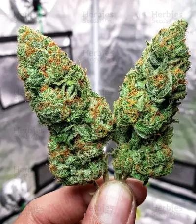 Nikki & Swami’s Lemon OG Seeds