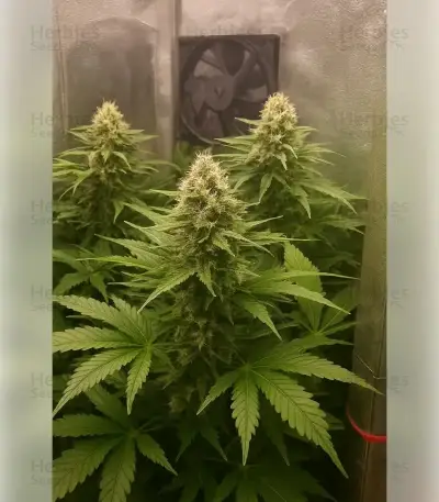 Graines de cannabis Northern Light (RQS)