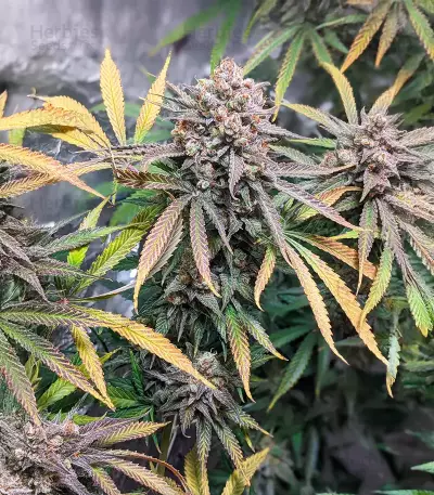Northern Lights #10 (Herbies Seeds)