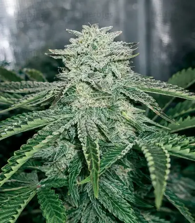 Graines de cannabis Power Bud (Blackskull Seeds)