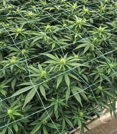 Graines de cannabis Purple (Ceres Seeds)