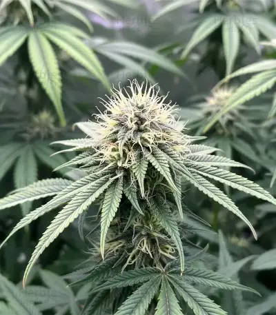 Graines de cannabis Soul Star (Dr. Underground)