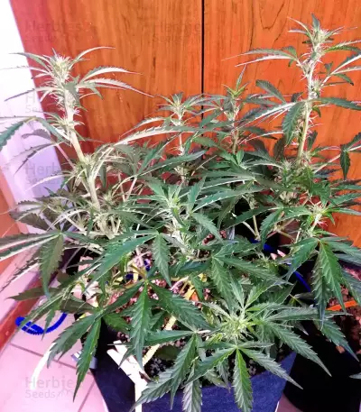 Stardawg Seeds
