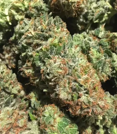 Sementes Feminizadas de Strawberry Lemonade (Barney's Farm)
