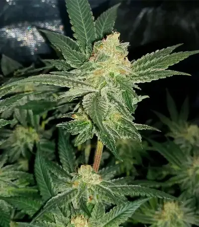 Super OG Kush Seeds