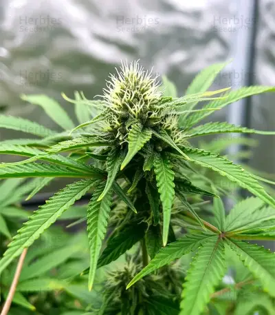 Sweet Critical CBD (00 Seeds) Cannabis-Samen