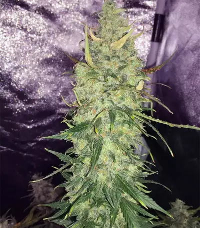 Semi femminizzati Trans Siberian Auto