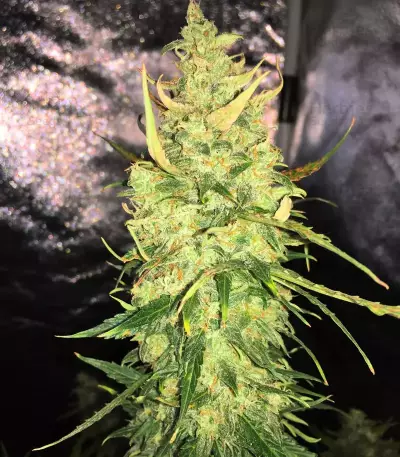 Semi femminizzati Trans Siberian Auto