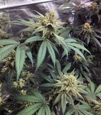 Semillas feminizadas Wedding Cake (Original Sensible Seeds)
