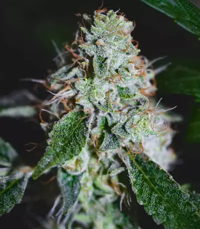 Sugar Bomb Punch feminized seeds