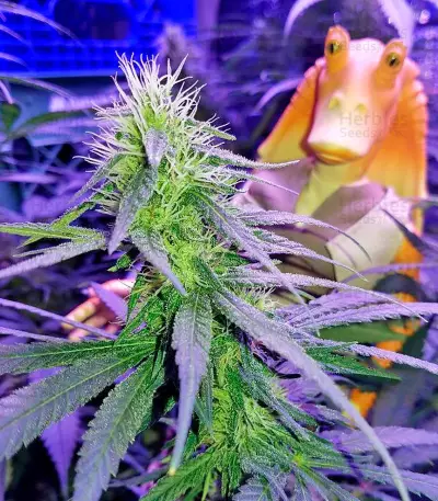 Semi femminizzati Supreme Kush CBD