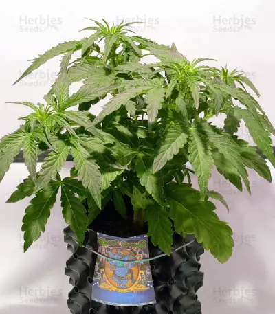 Graines de cannabis Sweet Pure Auto CBD (Sweet Seeds)