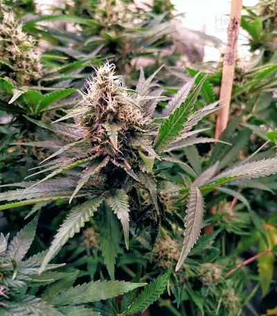 24K Gold (Kosher Tangie) Seeds