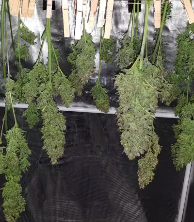 Blue Cheese Auto weed strain