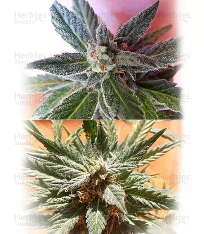 Auto Bio Diesel Mass strain