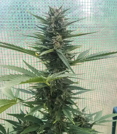 Auto Critical Soma Seeds