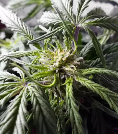 Auto Somango feminized seeds