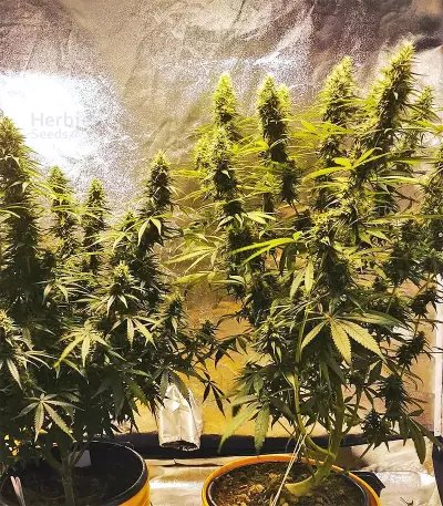 Bangi Haze x Ethiopian Seeds