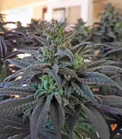 Blue Dream CBD strain