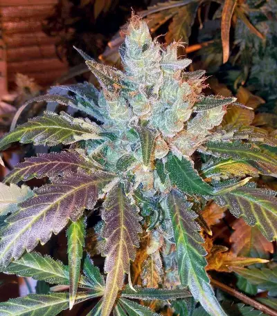 Blue OG strain