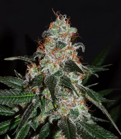 Blue Rhino Seeds