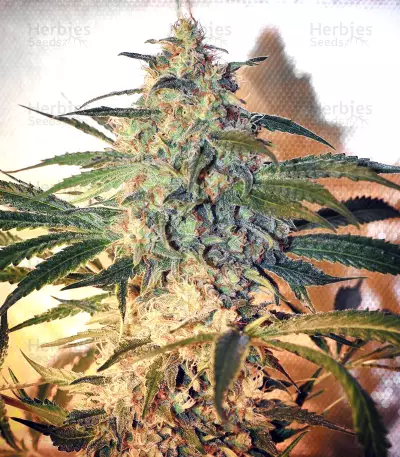 Graines de cannabis Brooklyn Mango (Dr. Underground)