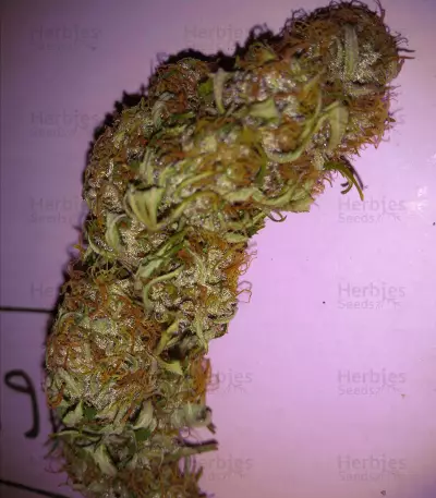 Bubble Bud (Blackskull Seeds)