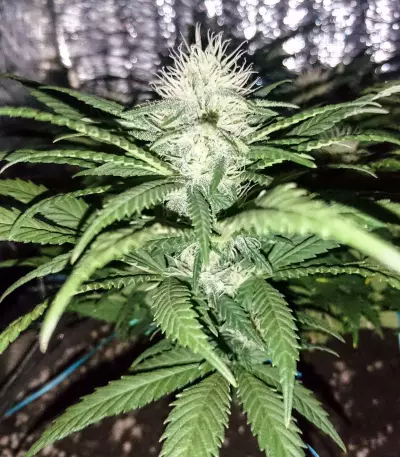 California Indica Seeds