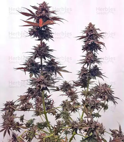 Chocolate Mint OG Seeds