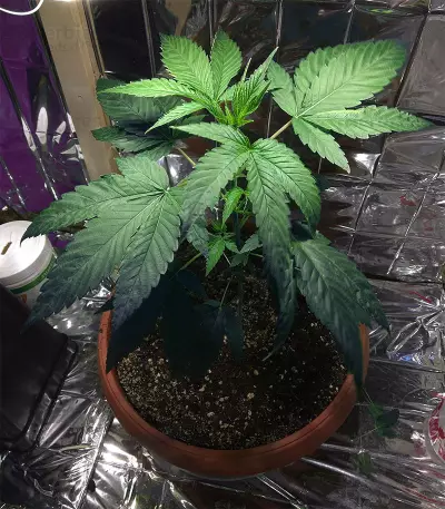 Crazy Mouse Cheese Seeds