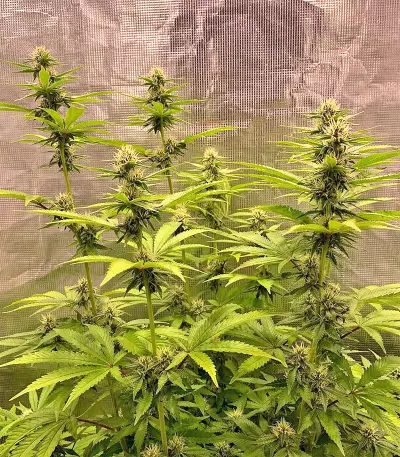 Dark Ghost Train Seeds